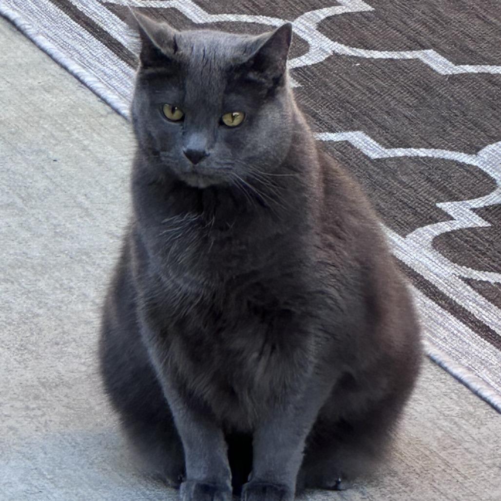 Enlarge Church, a Adoptable mixed breed in Brookfield, WI image 1/3