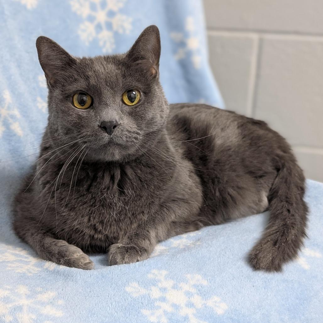 Enlarge Church, a Adoptable mixed breed in Brookfield, WI image 3/3