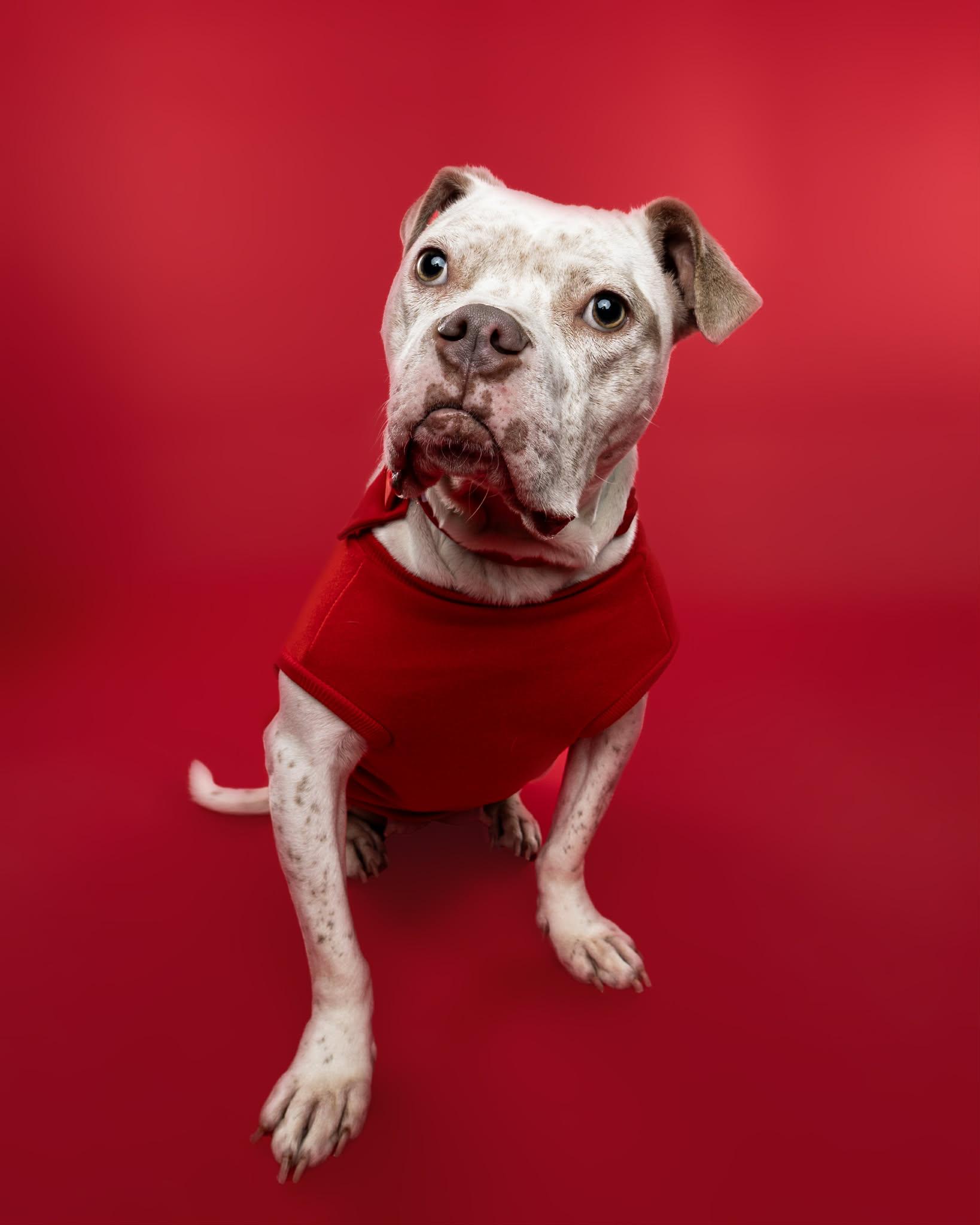 Enlarge Midge, a Adoptable mixed breed in Troy, MI image 1/6