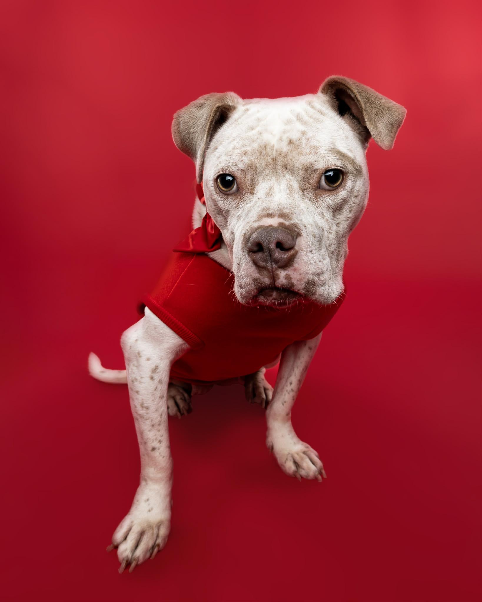 Enlarge Midge, a Adoptable mixed breed in Troy, MI image 2/6