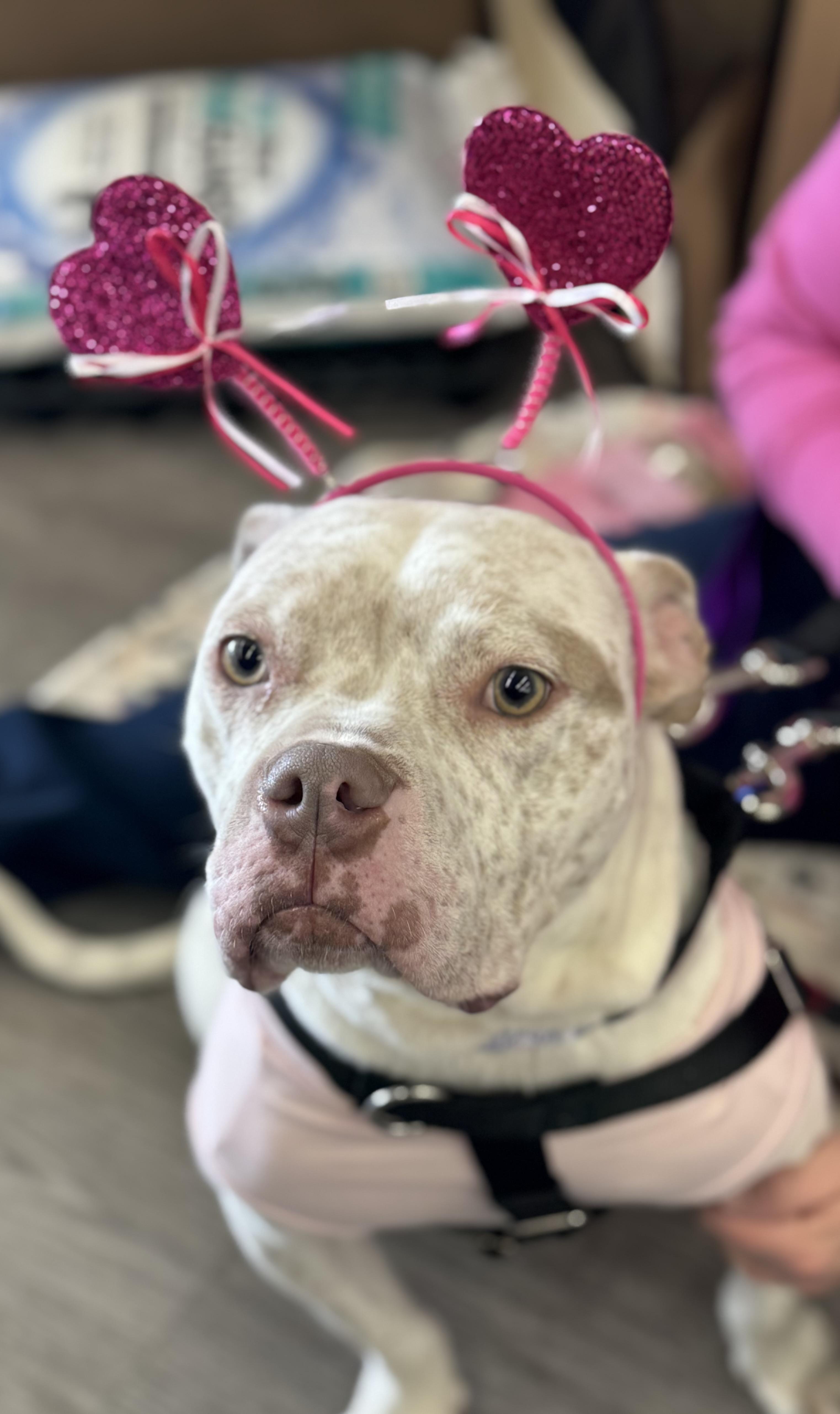 Enlarge Midge, a Adoptable mixed breed in Troy, MI image 4/6