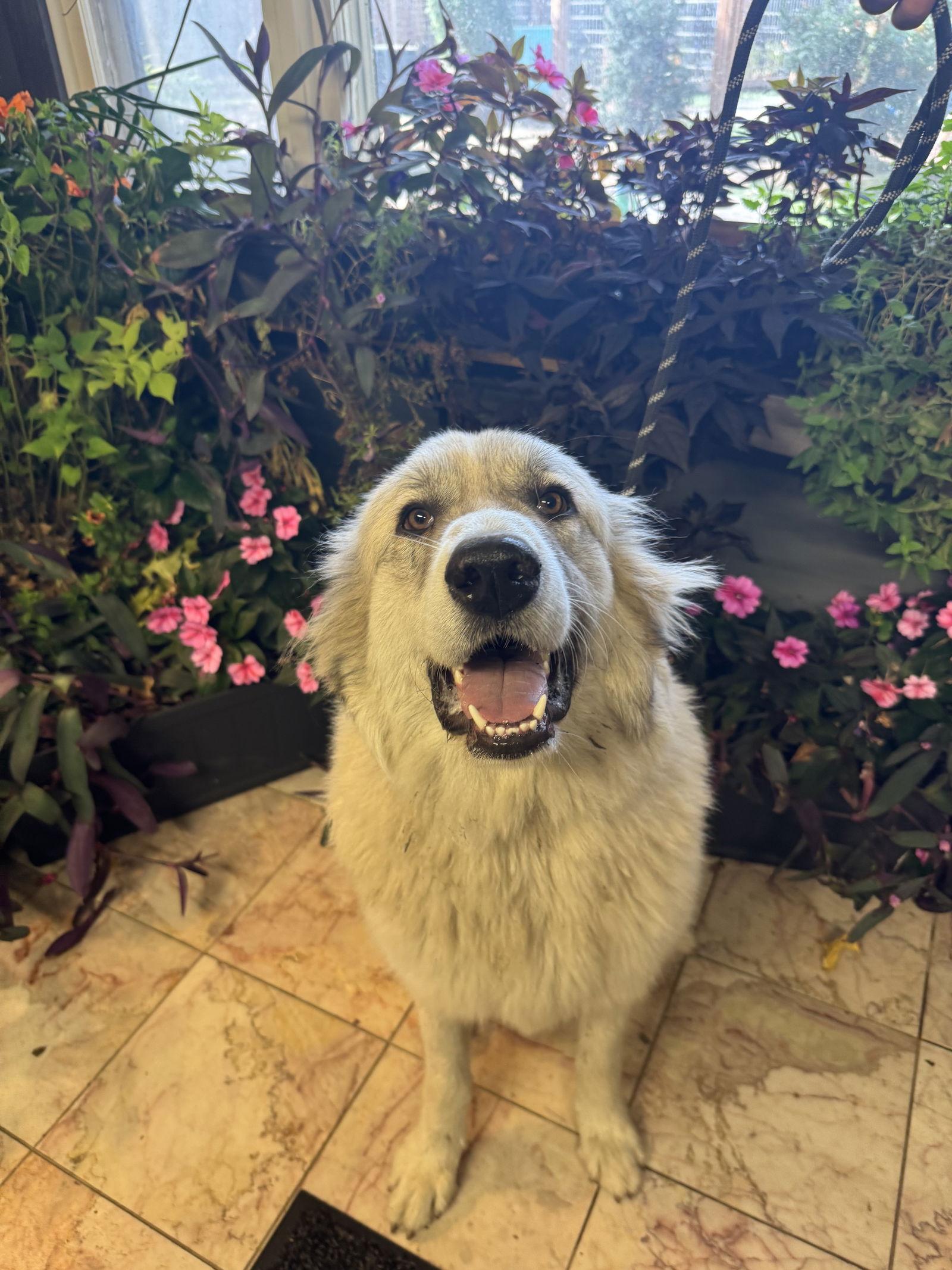Enlarge Cotton, a Adopted Great Pyrenees in Leavenworth, KS image 2/3