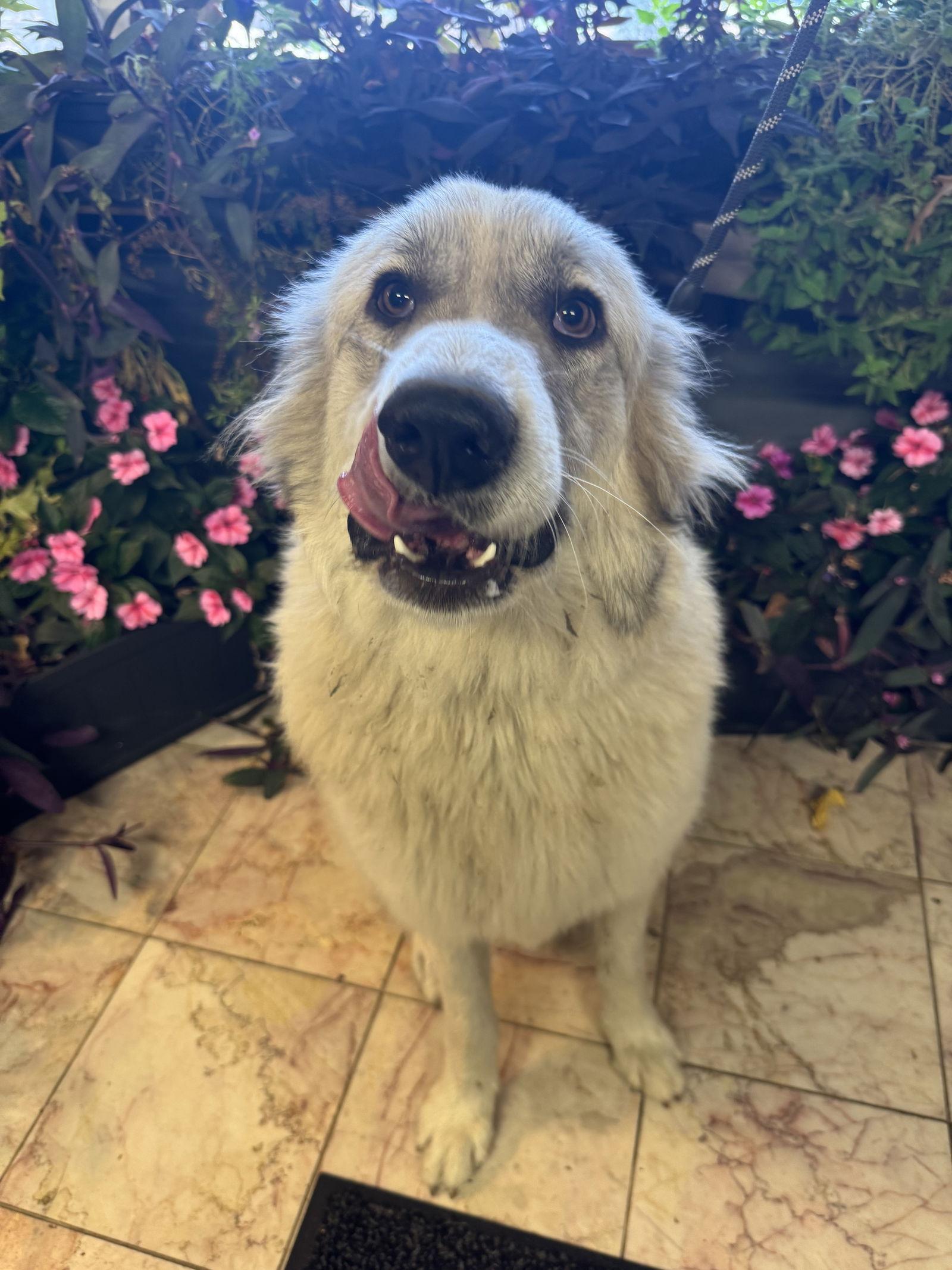 Enlarge Cotton, a Adopted Great Pyrenees in Leavenworth, KS image 3/3