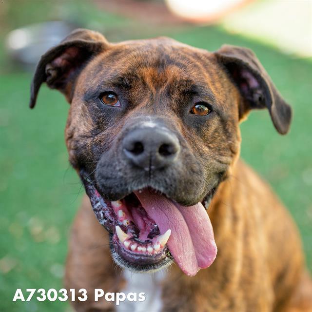 Enlarge PAPAS, a Adoptable Boxer in Sacramento, CA image 1/1