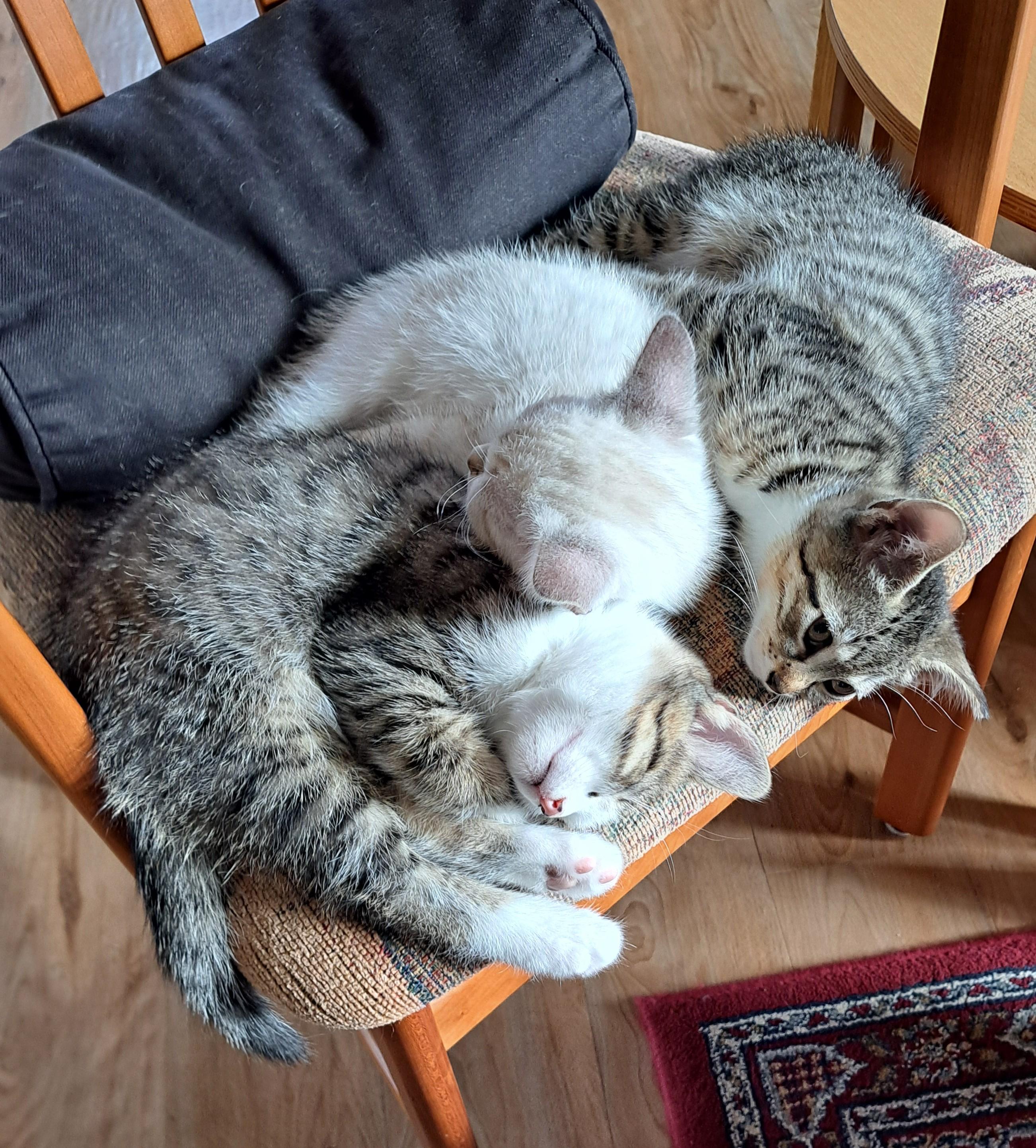 Minerva, Adoptable, Kitten Female Domestic Short Hair.