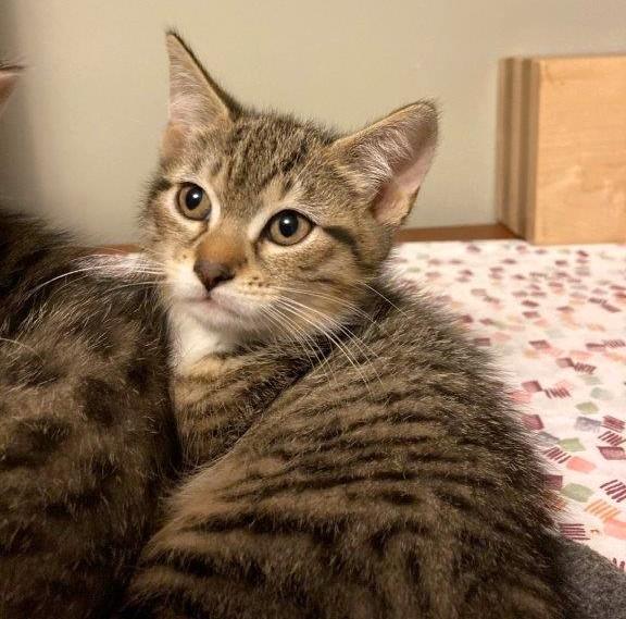 Enlarge Minerva, a Adoptable Domestic Short Hair in Saanichton, BC image 2/6