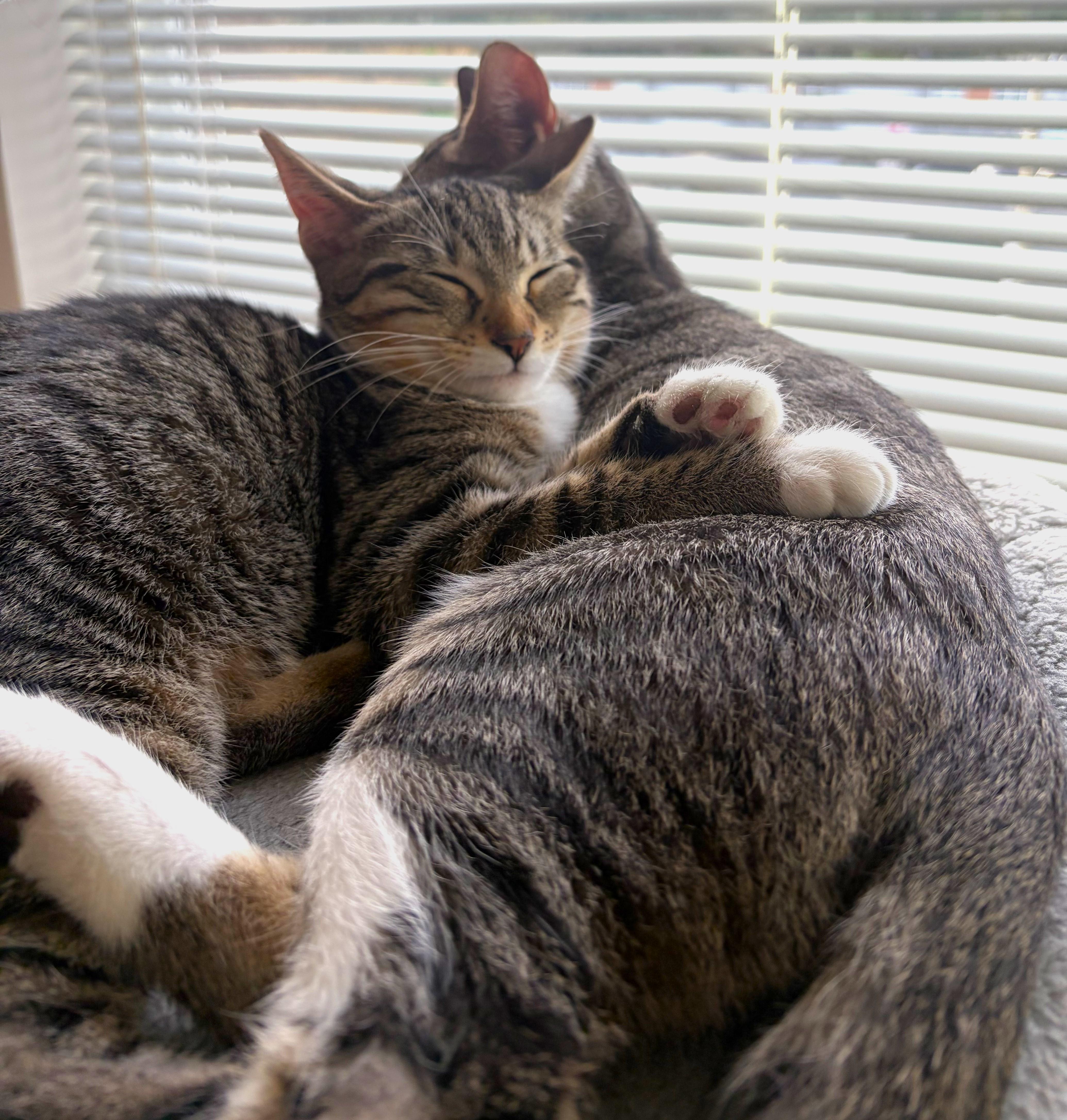 Enlarge Minerva (bonded with Moody), an adopted Domestic Short Hair in Saanichton, BC image 5/6