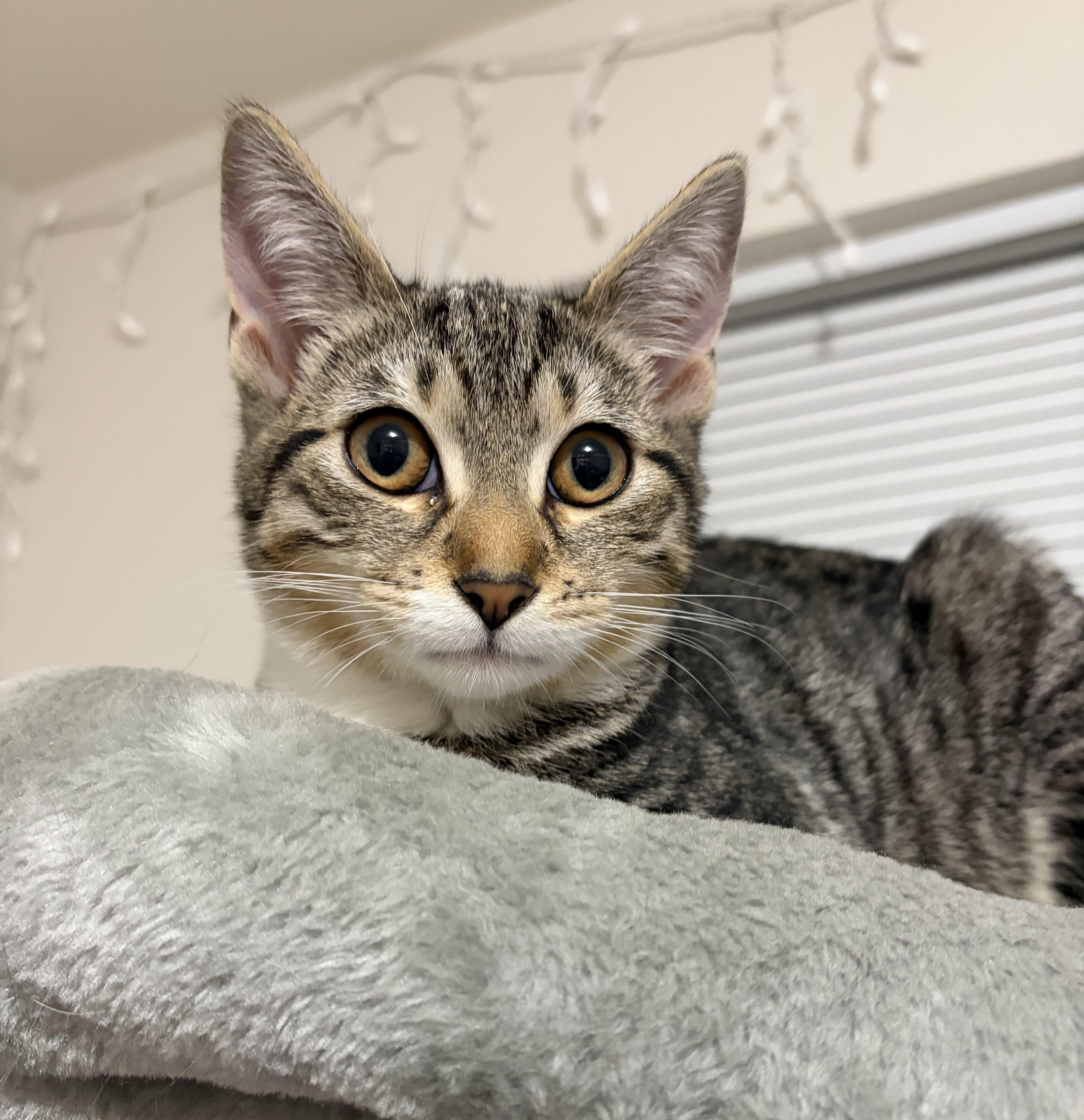 Enlarge Minerva (bonded with Moody), an adopted Domestic Short Hair in Saanichton, BC image 1/6