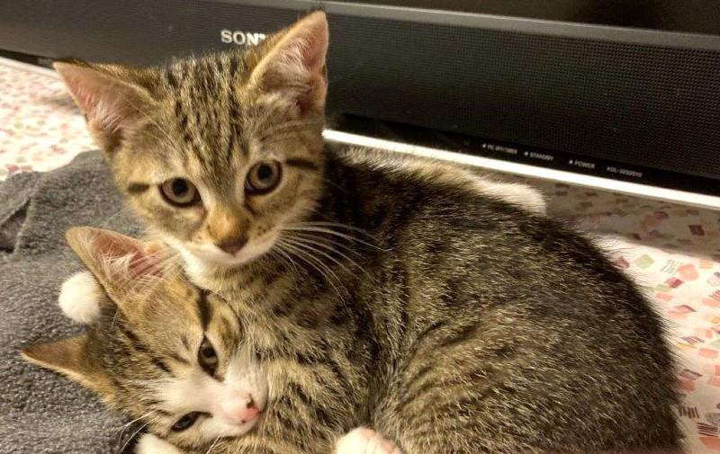 Enlarge Minerva, a Adoptable Domestic Short Hair in Saanichton, BC image 6/6