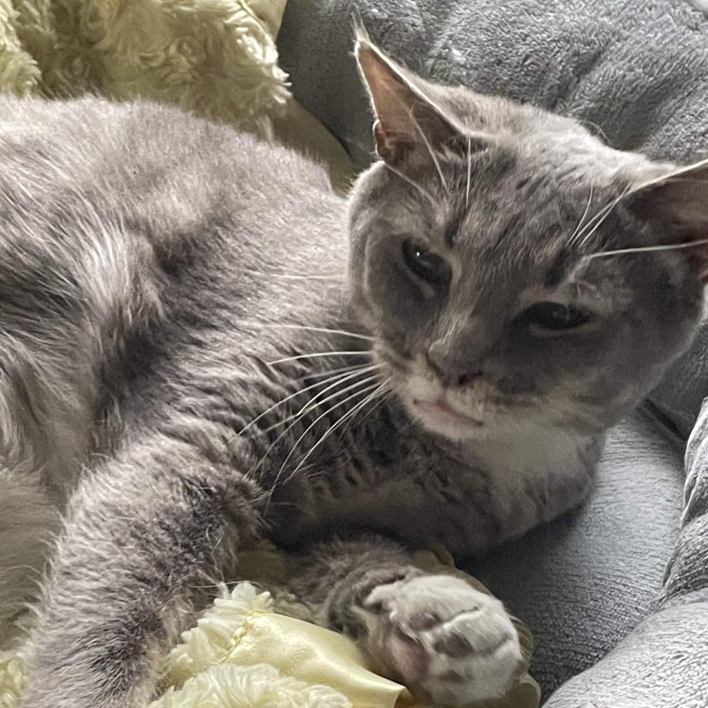 Enlarge Tamika Miller, a Adoptable Domestic Short Hair in Woodstock, VA image 1/1