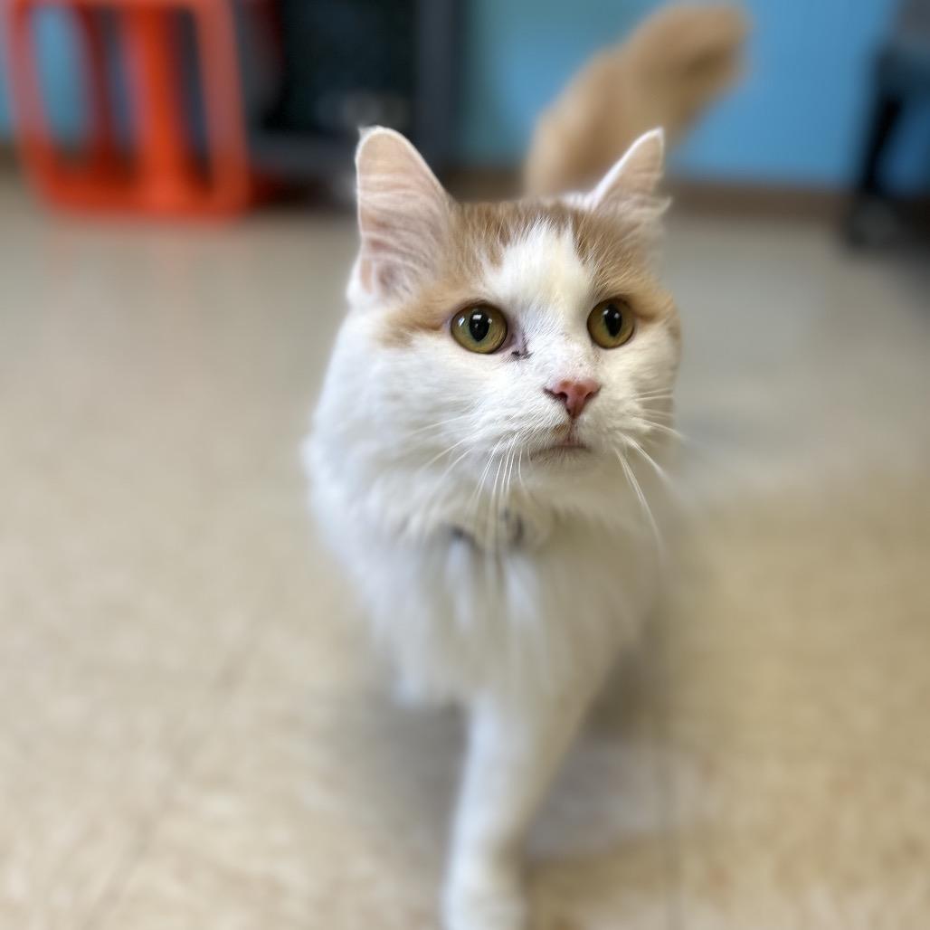 Peaches, Adoptable, Senior Female Domestic Long Hair.