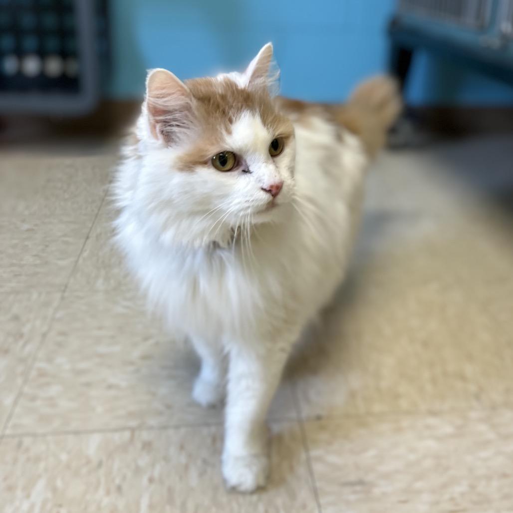 Enlarge Peaches, a Adoptable Domestic Long Hair in Roxboro, NC image 2/6