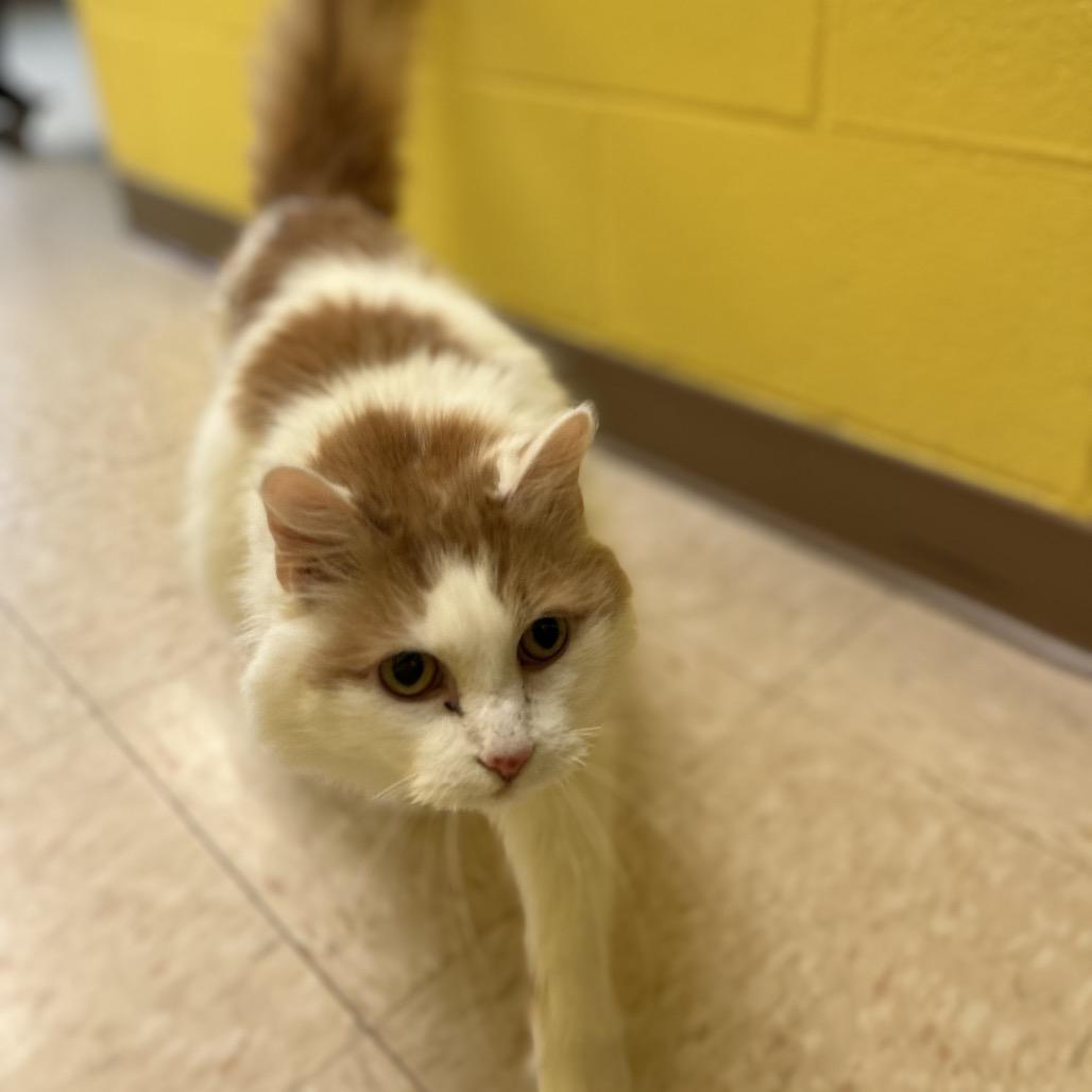 Enlarge Peaches, a Adoptable Domestic Long Hair in Roxboro, NC image 3/6
