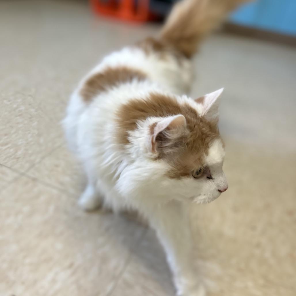 Enlarge Peaches, a Adoptable Domestic Long Hair in Roxboro, NC image 4/6