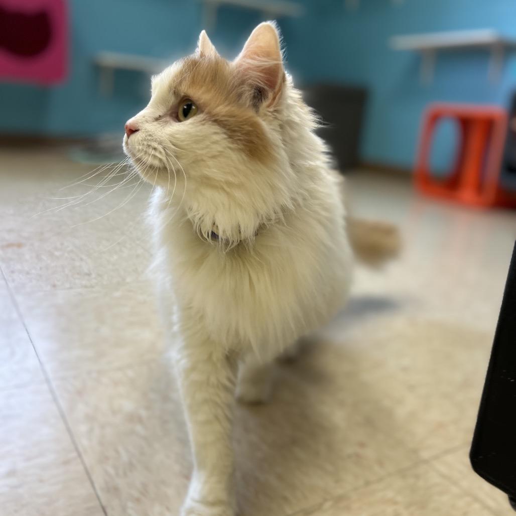 Enlarge Peaches, a Adoptable Domestic Long Hair in Roxboro, NC image 5/6