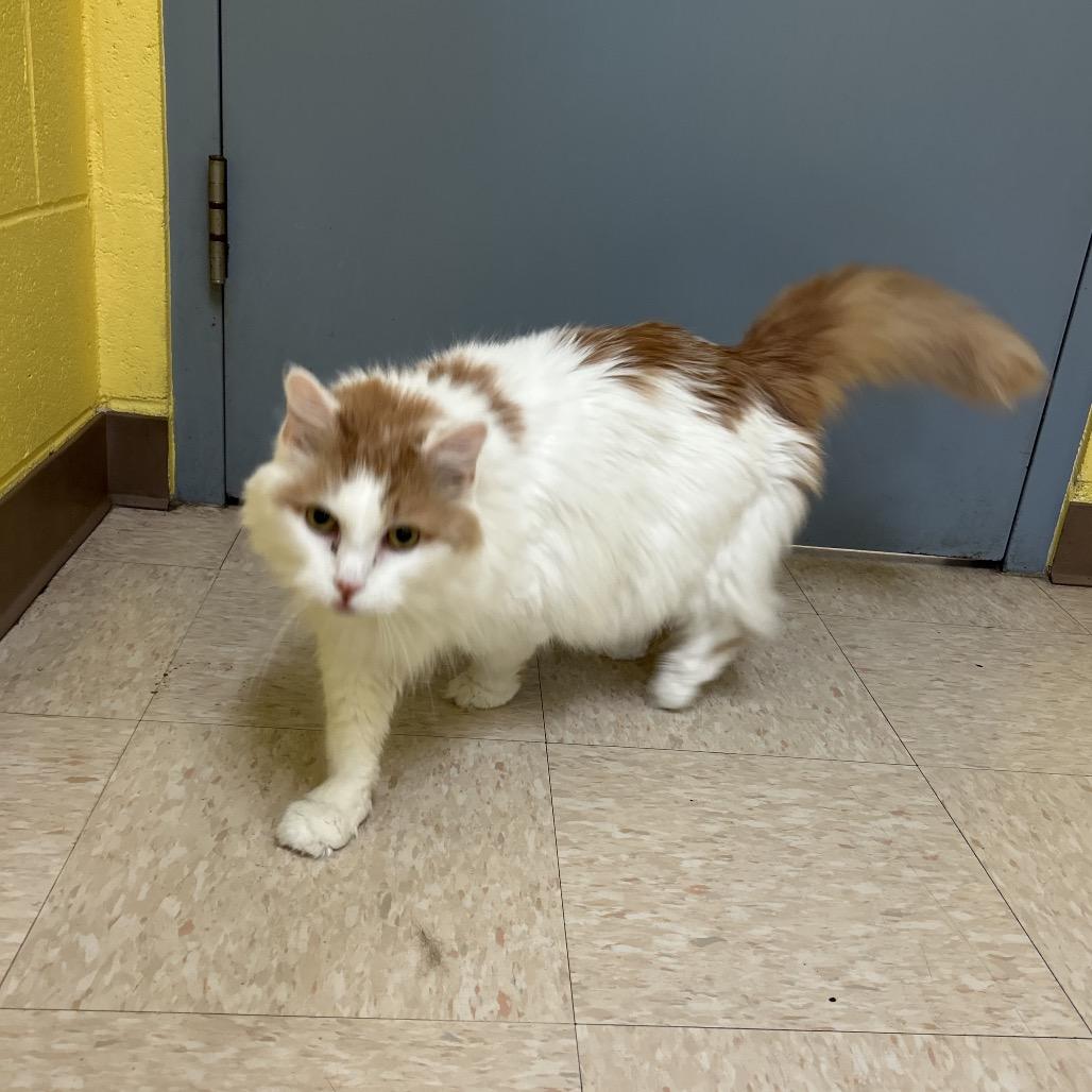 Enlarge Peaches, a Adoptable Domestic Long Hair in Roxboro, NC image 6/6