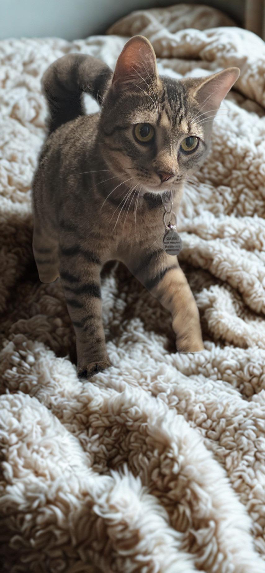 Enlarge Quinn, a Adoptable Tabby in North Bergen, NJ image 2/4