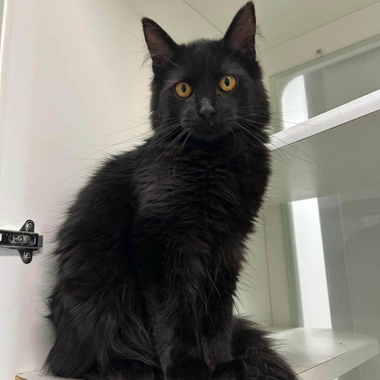 Raven, adopted, Young Male Maine Coon.