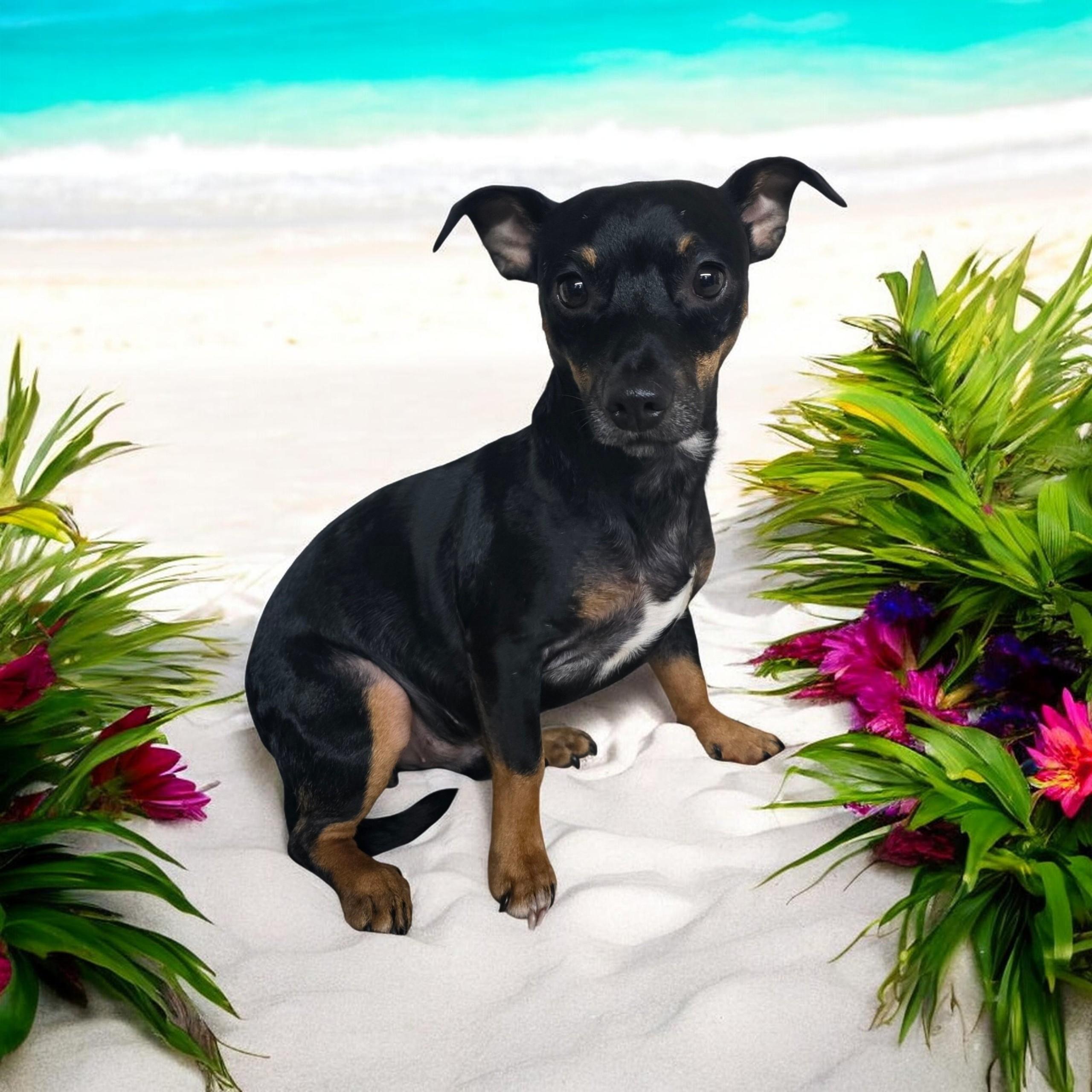 Kyler, ADOPTABLE, Adult Male Chihuahua.