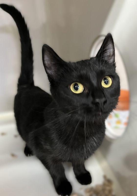 Enlarge Yin, a Adoptable mixed breed in Genoa, IL image 1/1