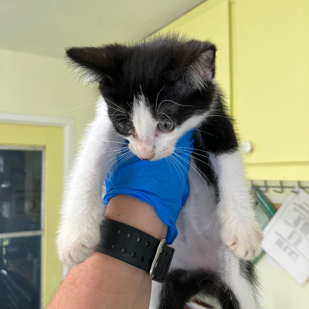 COH-A-63820, Adoptable, Young Female Domestic Short Hair.