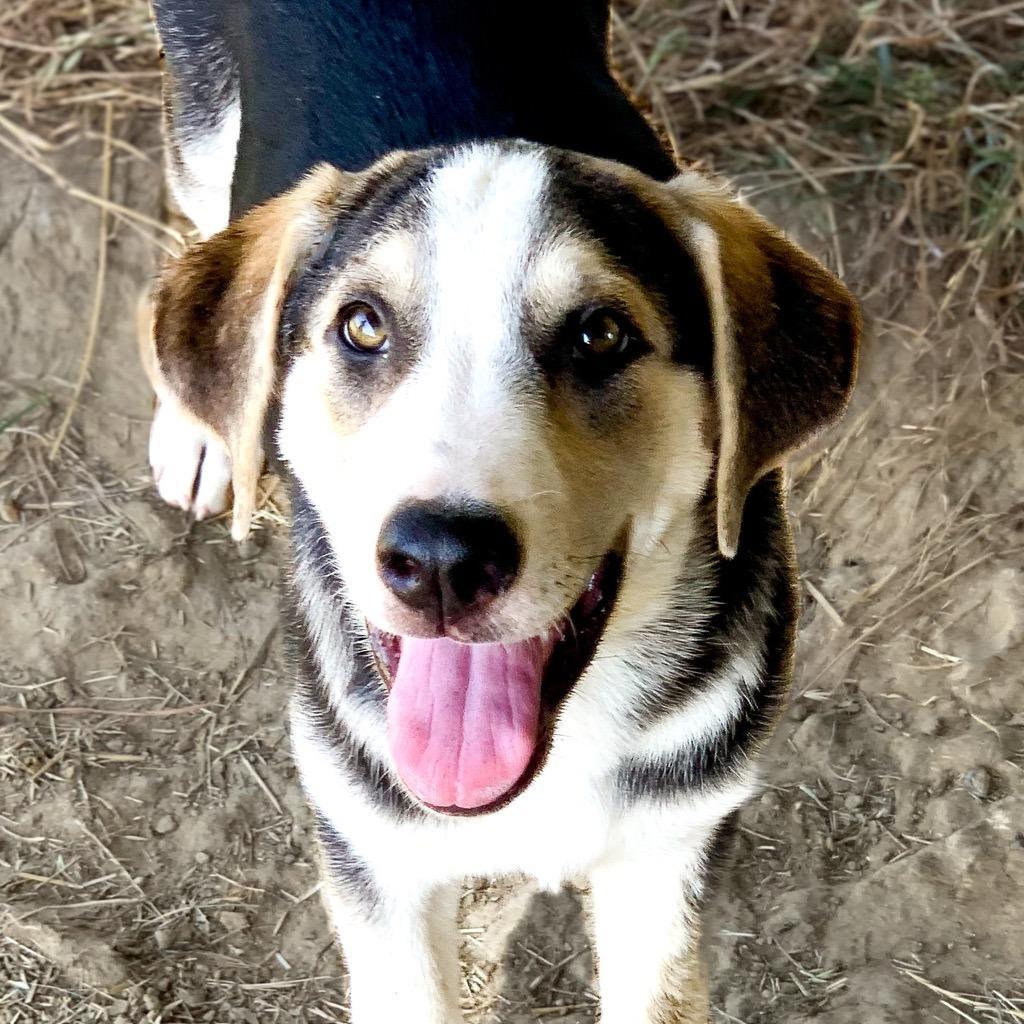Ralph, Adoptable, Adult Male Husky & Retriever.