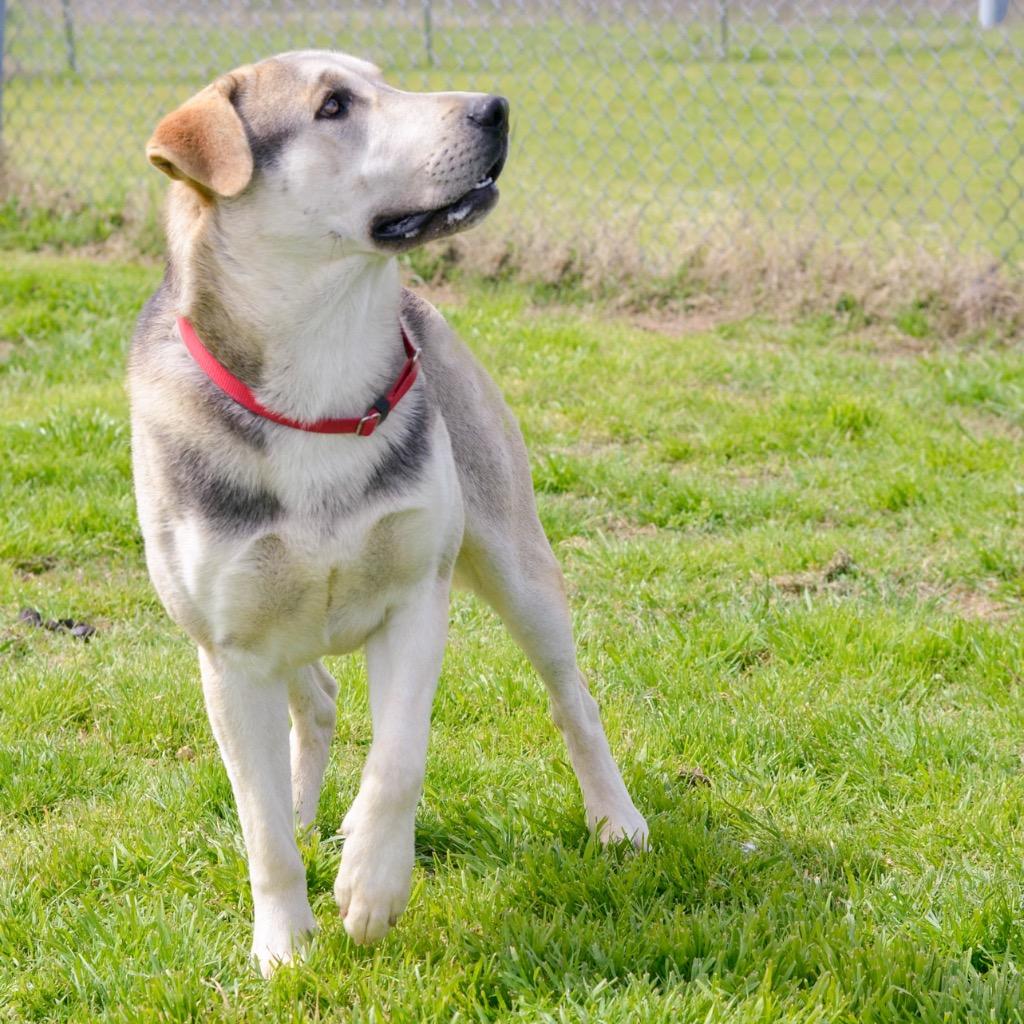 Enlarge Ralph, a Adoptable mixed breed in Quinlan, TX image 4/4