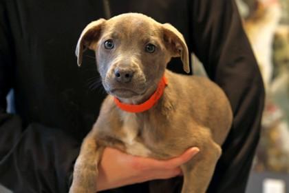 Cora — thumbnail 2