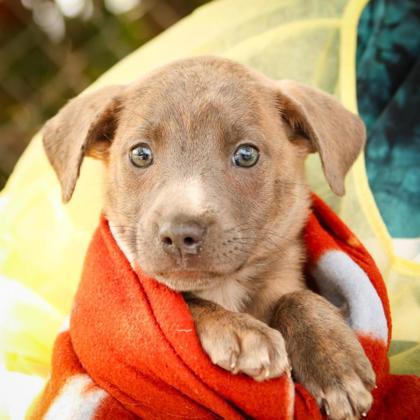 Cora — thumbnail 3