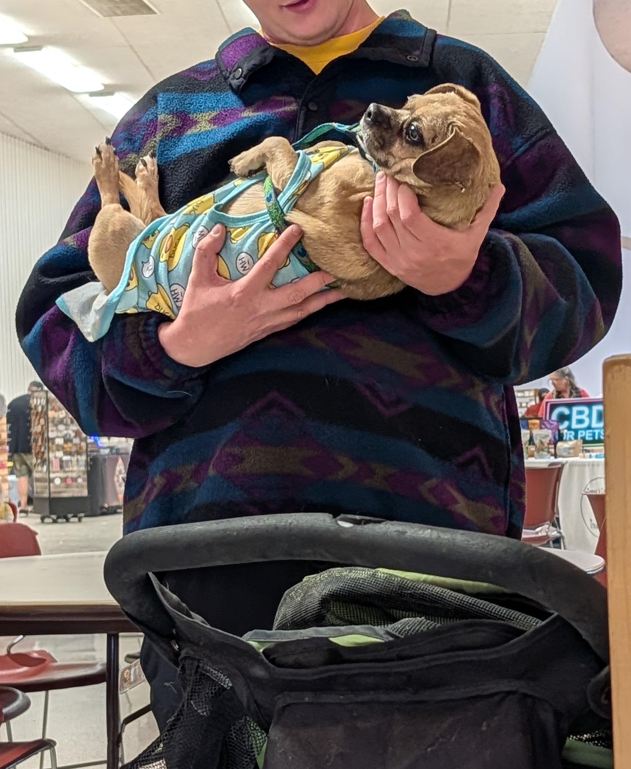 Enlarge Rusty, a ADOPTABLE mixed breed in Benton, KS image 2/2