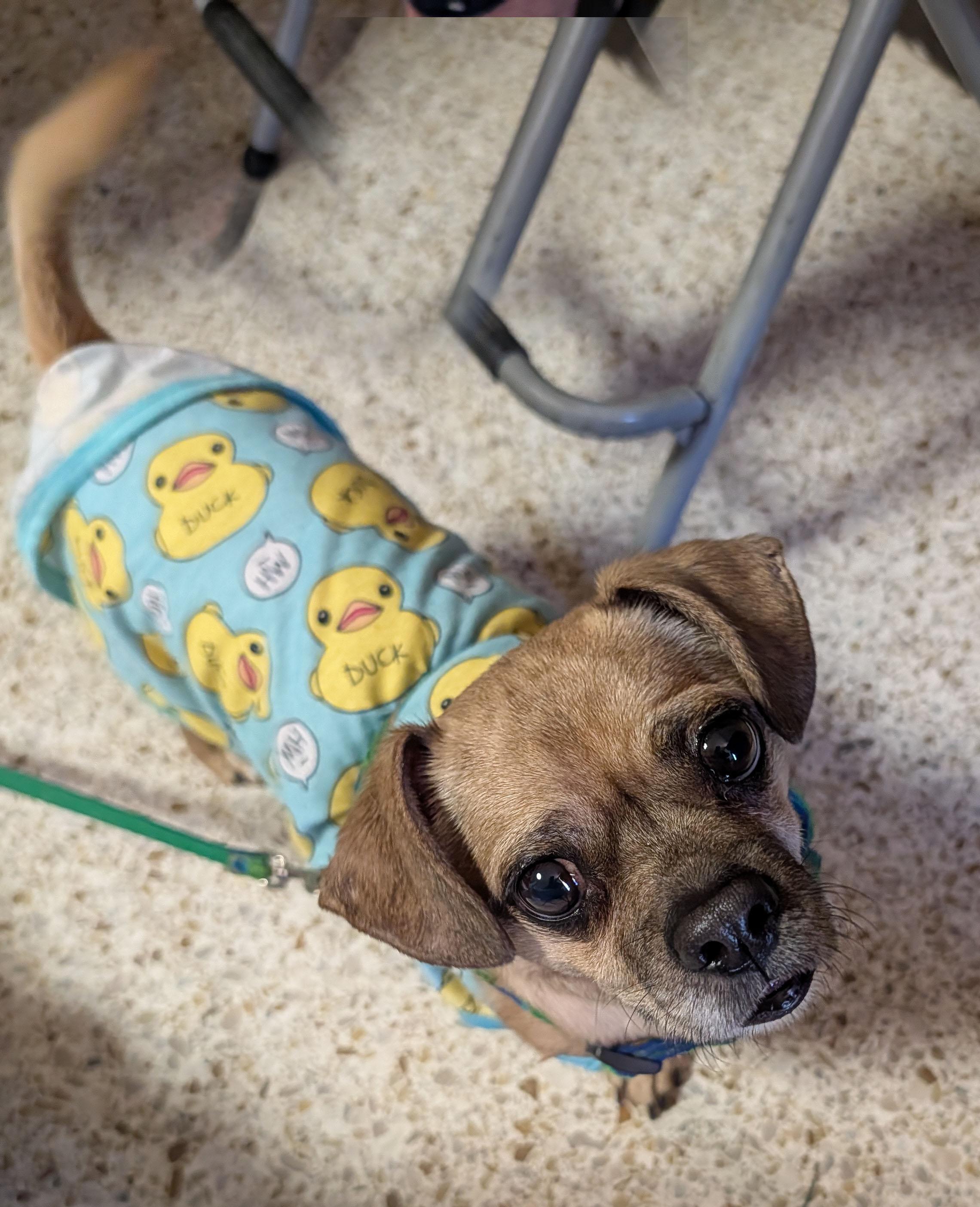 Rusty, ADOPTABLE, Adult Male Dachshund & Pug.
