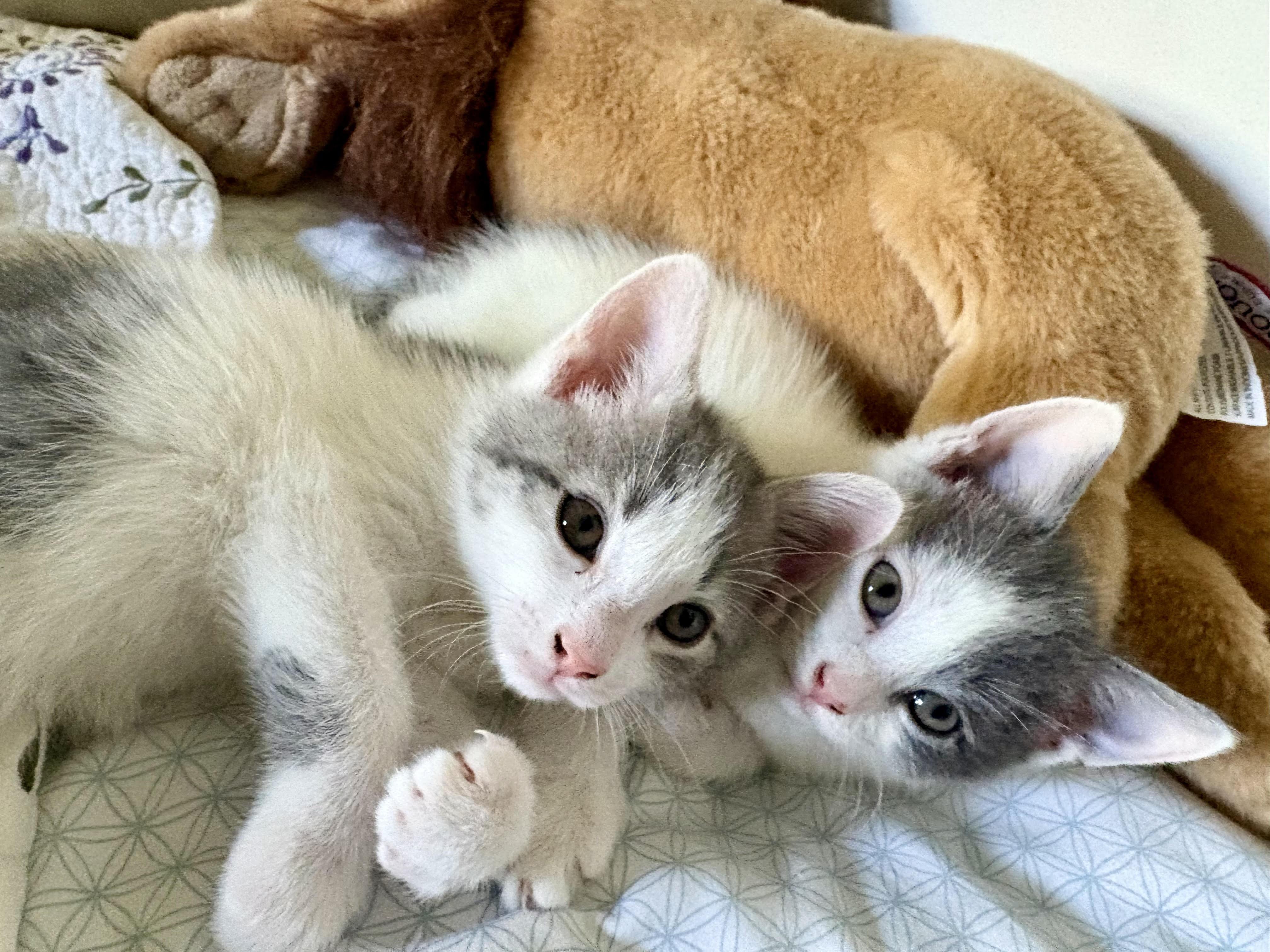 Ava and Aspen, Adoptable, Kitten Female Domestic Short Hair.