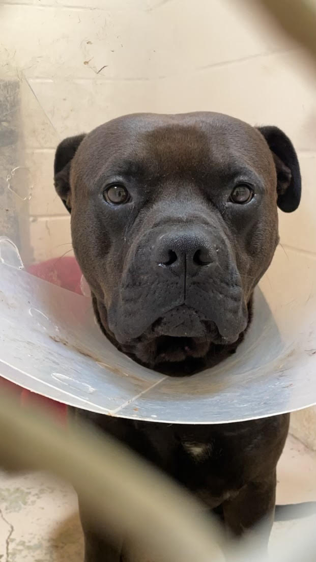 Dog for adoption Milo, a Mixed Breed in Grass Valley, CA Petfinder