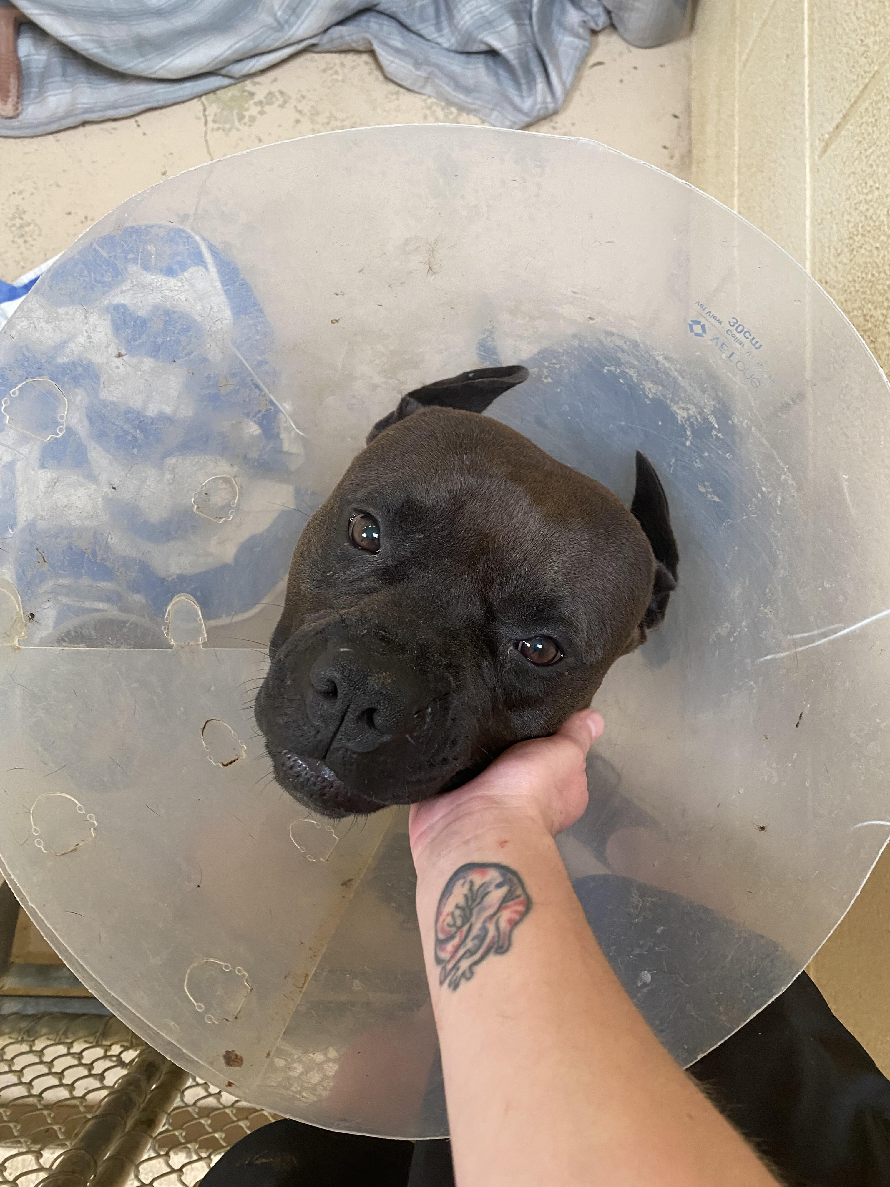 Dog for adoption Milo, a Mixed Breed in Grass Valley, CA Petfinder