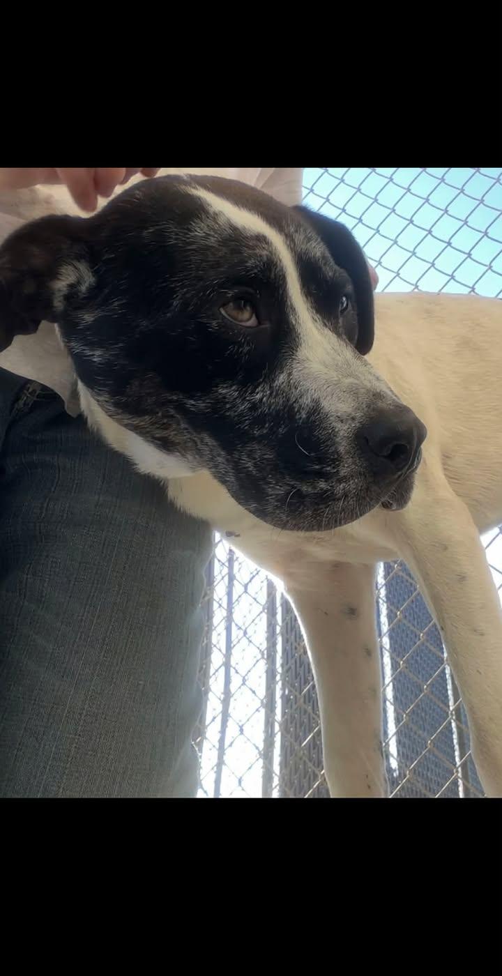 Rodeo, adoptable, Young Male Catahoula Leopard Dog & Terrier.
