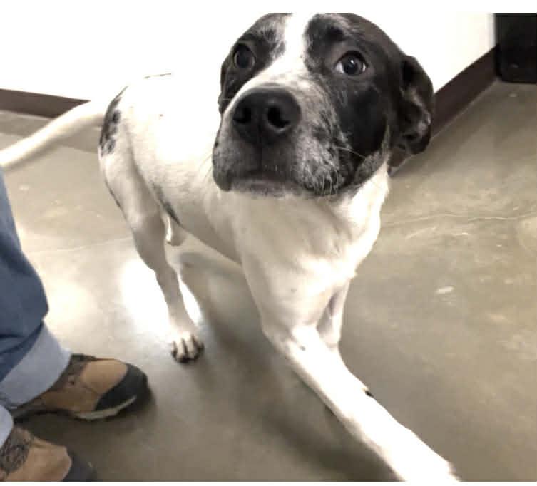 Enlarge Rodeo, a Adoptable mixed breed in Port Lavaca, TX image 1/2