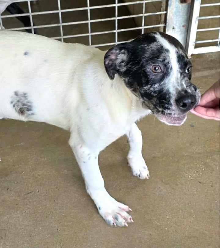 Enlarge Rodeo, a Adoptable mixed breed in Port Lavaca, TX image 2/2