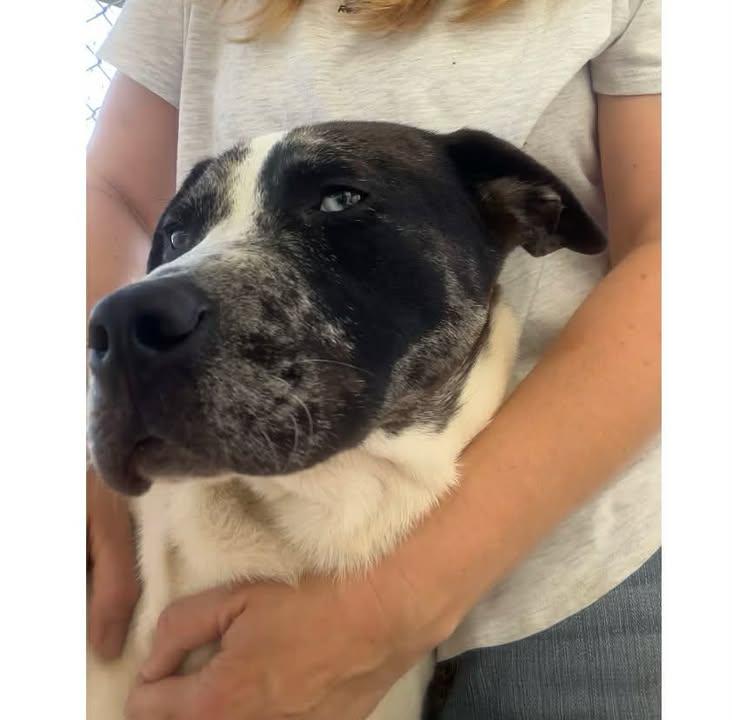 Rodeo, an adoptable mixed breed in Port Lavaca, TX image 3/6
