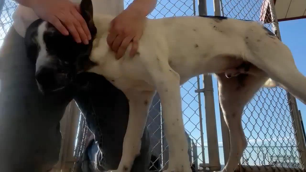 Enlarge Rodeo, an adoptable mixed breed in Port Lavaca, TX video 5/6