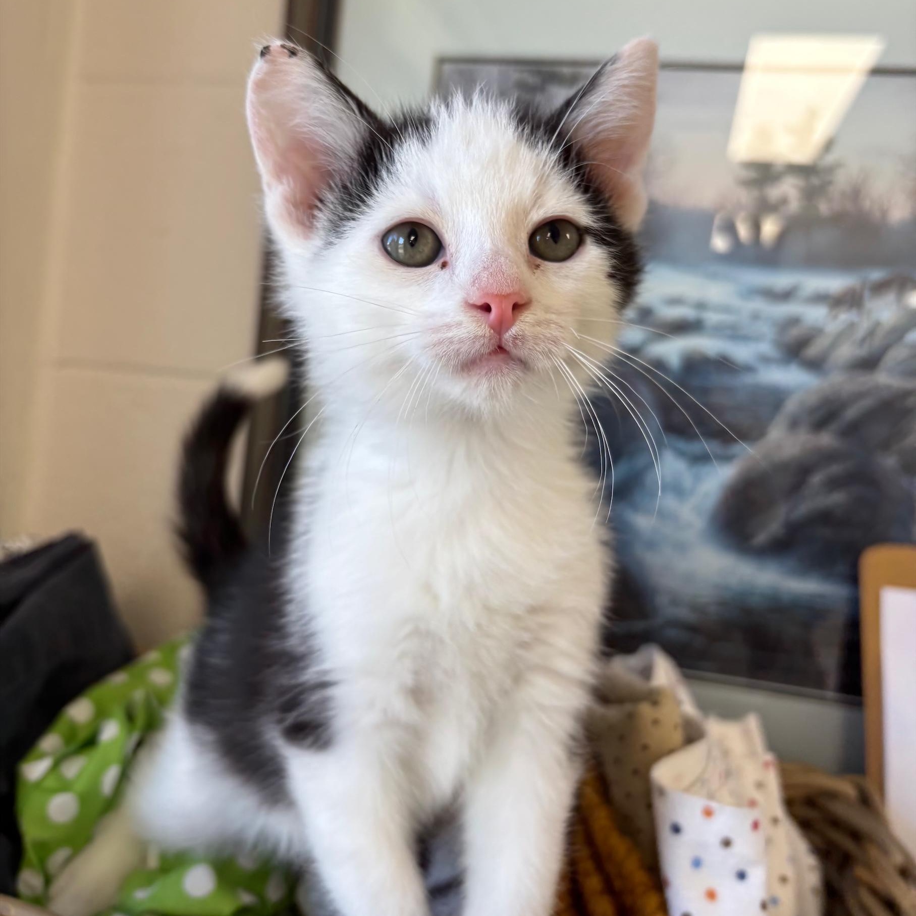 Tiny Tim, Adoptable, Kitten Male Domestic Short Hair.