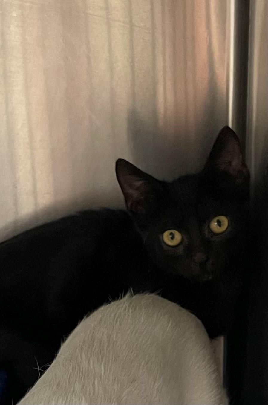 Stars, Adoptable, Kitten Male Exotic Shorthair & Siamese.