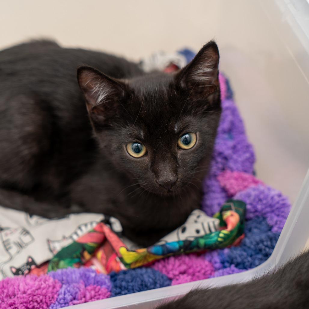 Enlarge Cronus, a Adoptable Domestic Short Hair in New York, NY image 1/1