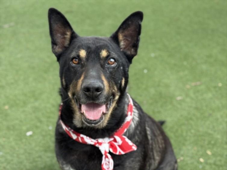 CHARLIE, Adoptable, Adult Male German Shepherd Dog.