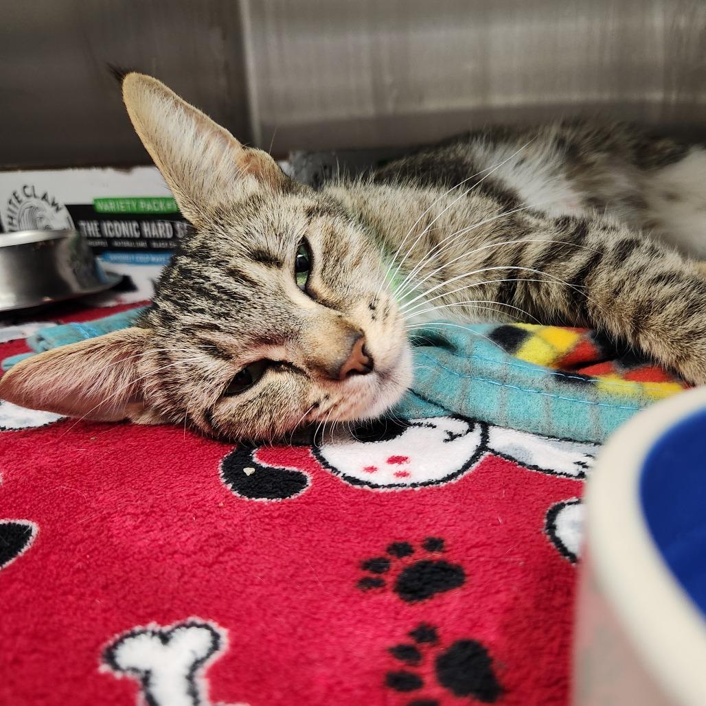 Poppy, Adoptable, Adult Female Domestic Short Hair.