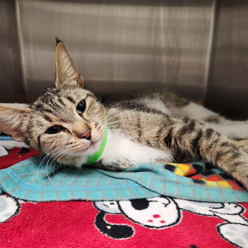 Enlarge Poppy, a Adoptable Domestic Short Hair in Fort Wayne, IN image 2/4