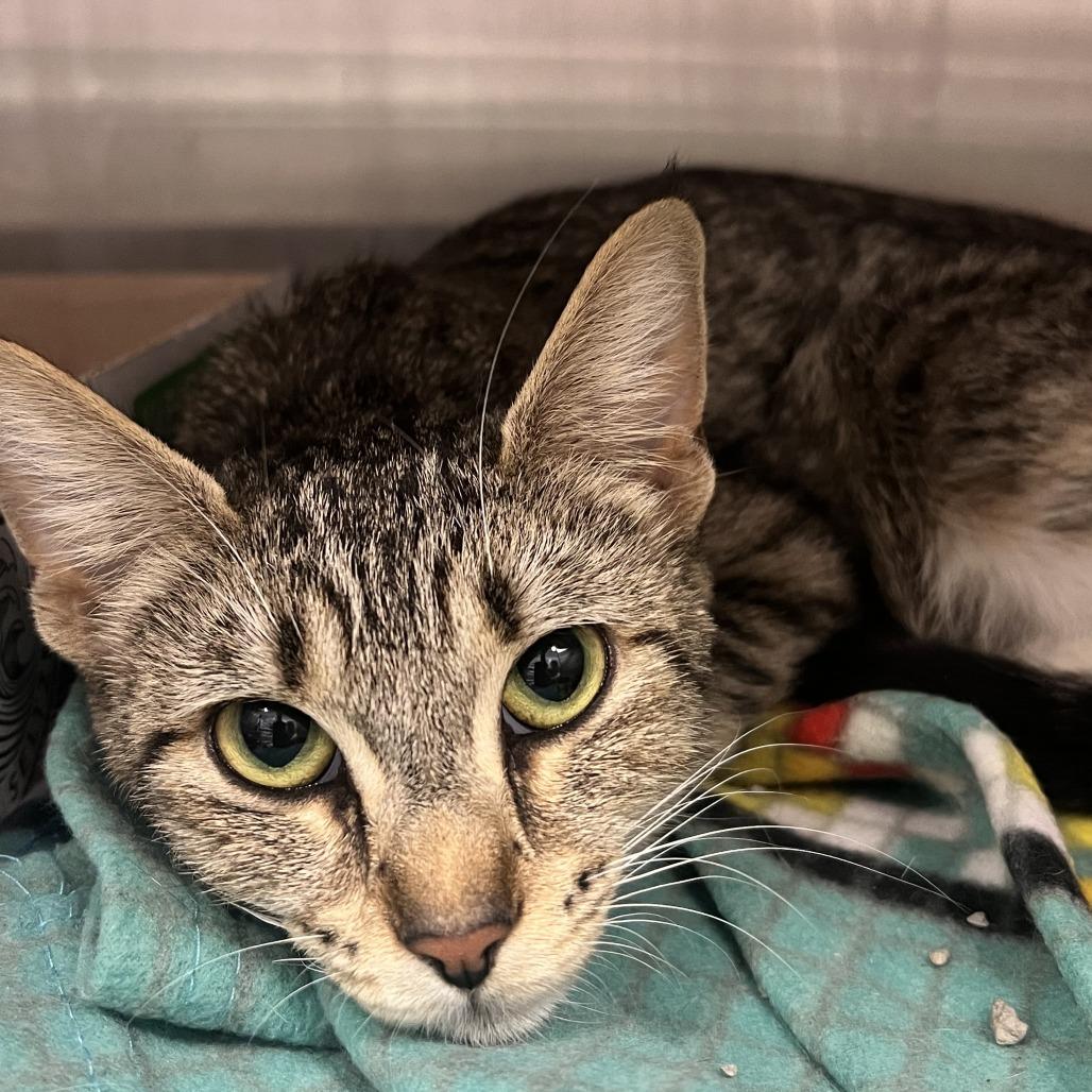 Enlarge Poppy, a Adoptable Domestic Short Hair in Fort Wayne, IN image 3/4