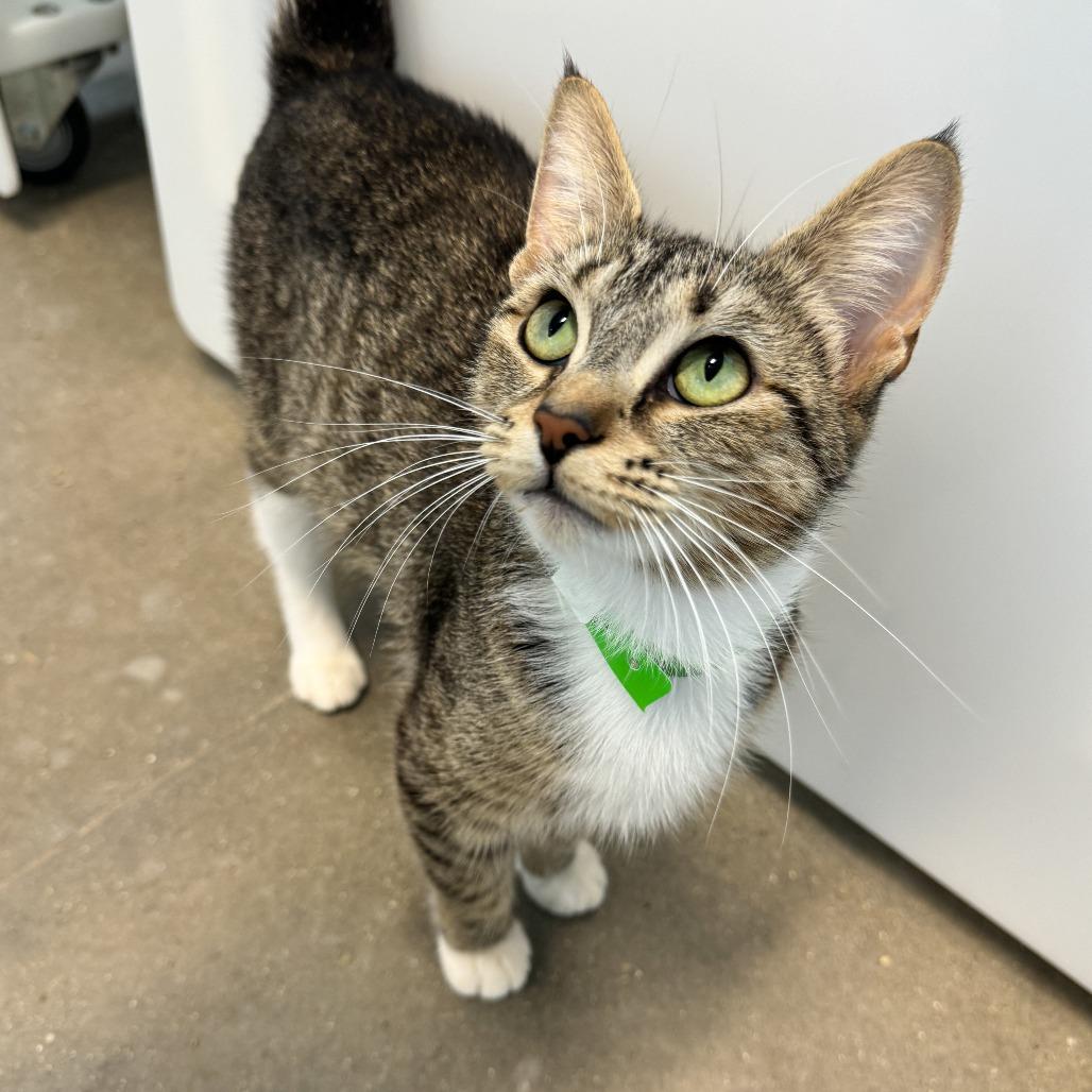 Enlarge Poppy, a Adoptable Domestic Short Hair in Fort Wayne, IN image 4/4