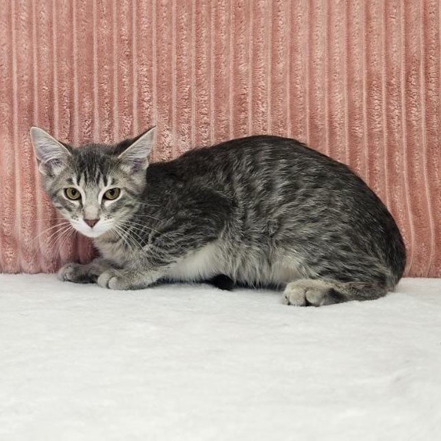 Coriander, ADOPTABLE, Kitten Male Domestic Long Hair.