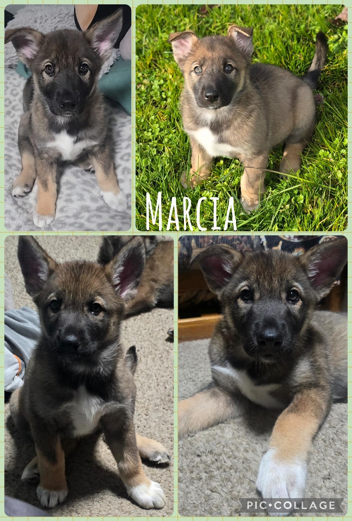 Enlarge Marcia, an adopted mixed breed in Newberg, OR image 1/1