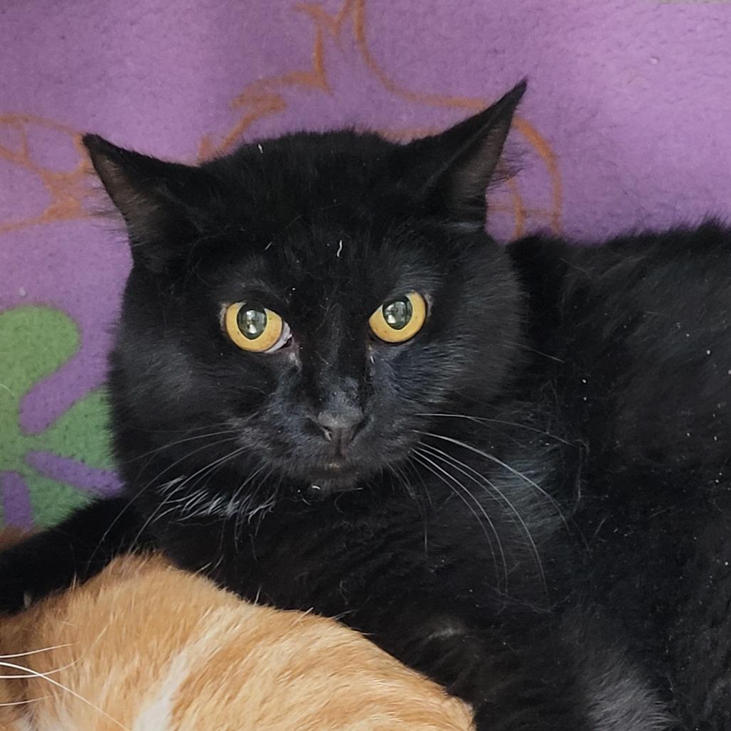 Binx, Adoptable, Adult Female Domestic Short Hair.